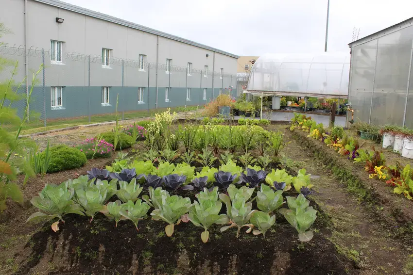 raised garden bets next to a WA state correctional facility 