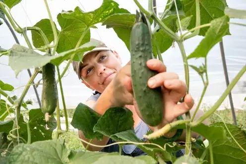 picking cucumbers 
