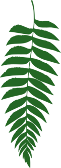 Hanging fern